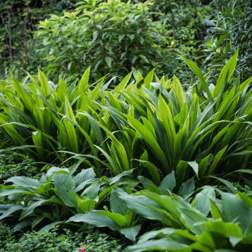 Тест по биологии: Управление минеральным питанием растений (6 класс)