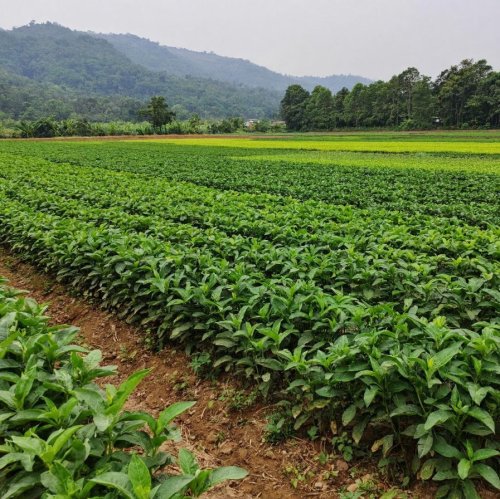 Тест по географии: Сельское хозяйство, растениеводство (9 класс)