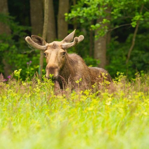 Тест по окружающему миру: Разнообразие природы (3 класс)