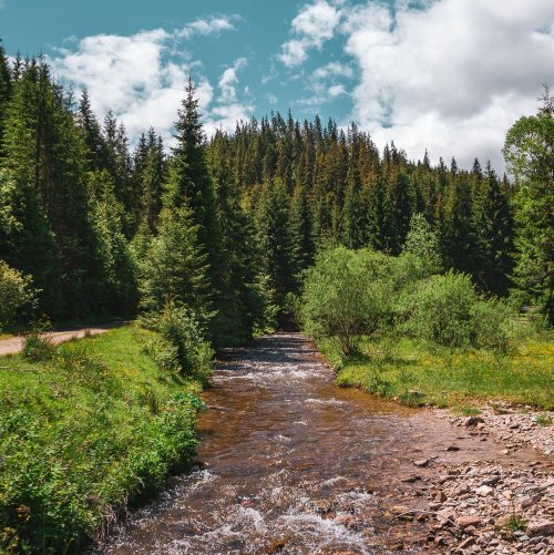 Тест по окружающему миру: Смешанные и широколиственные леса (4 класс)