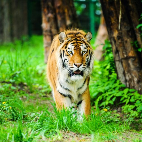 Тест по географии: Растительный и животный мир (8 класс)