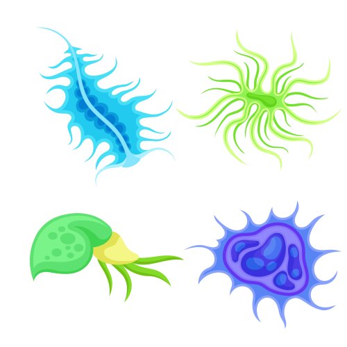 Тест по биологии: Корненожки (7 класс)