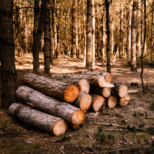 Тест по географии: Лесопользование (10 класс)