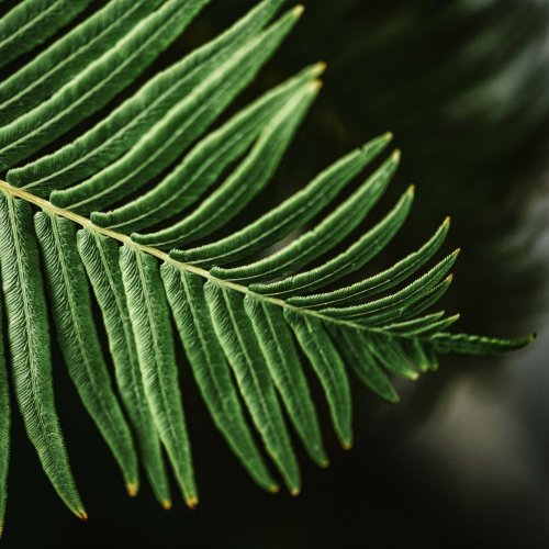 Тест по биологии: Высшие споровые растения (5-6 класс)