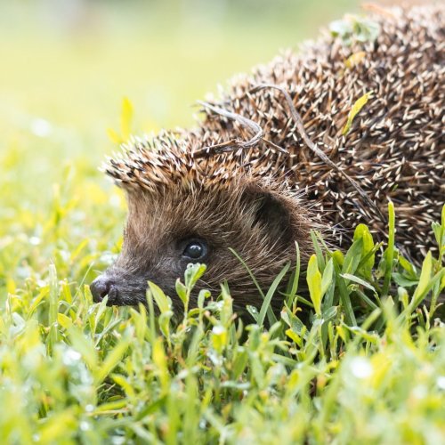 Тест по биологии: Лесные животные (5 класс)