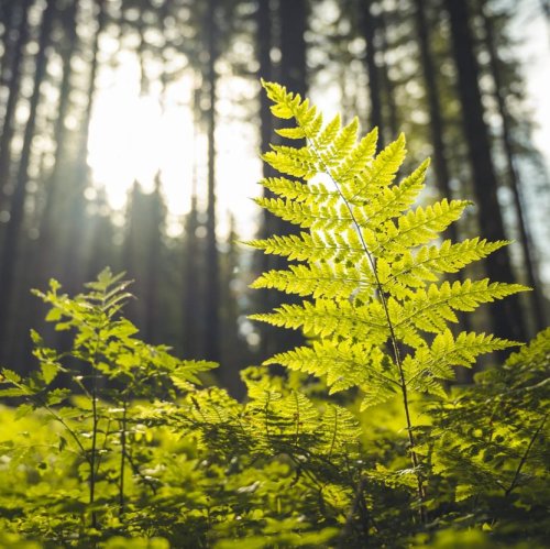 Тест по биологии: Среда обитания растений. Экологические факторы (7 класс)