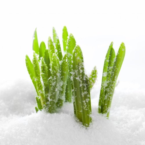 Тест по биологии: Влияние температуры на растения (7 класс)