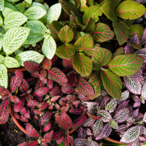 Тест по окружающему миру: Красота растений (2 класс)