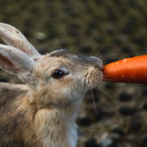 Тест по биологии: Значение питания у животных (8 класс)