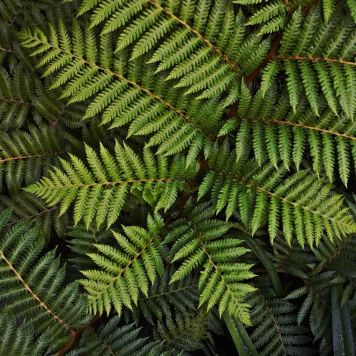 Тест по биологии: Папоротниковидные. Общая характеристика (5-6 класс)