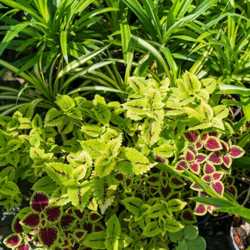 Тест по окружающему миру: Как живут растения? (1 класс)