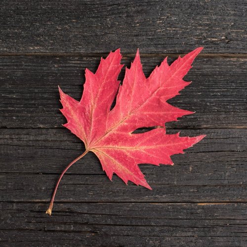 Тест по окружающему миру: Что это за листья? (1 класс)