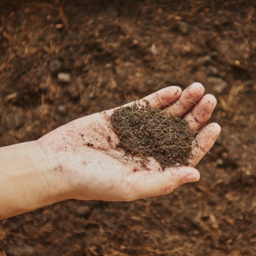 Тест по географии: Почвы (5-6 класс)