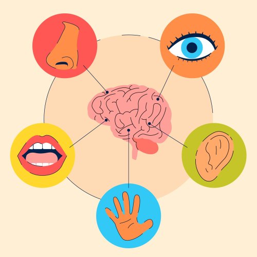 Тест по окружающему миру: Органы чувств (3 класс)