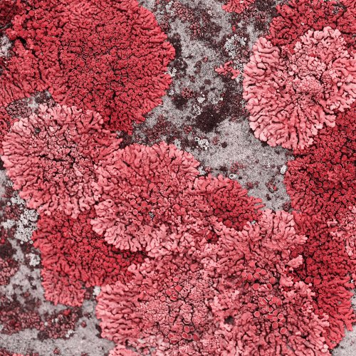 Тест по биологии: Строение лишайников (5-6 класс)