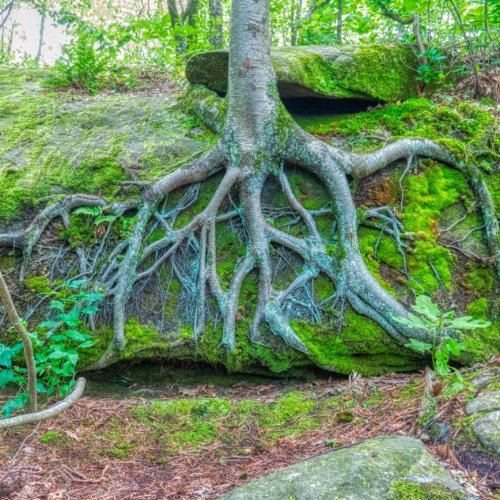 Тест по биологии: Виды корней и типы корневых систем (6 класс)