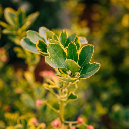 Тест по биологии: Растение — живой организм (6 класс)