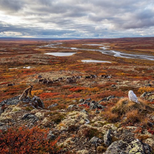 Тест по окружающему миру: Холодная безлесная равнина (4 класс)