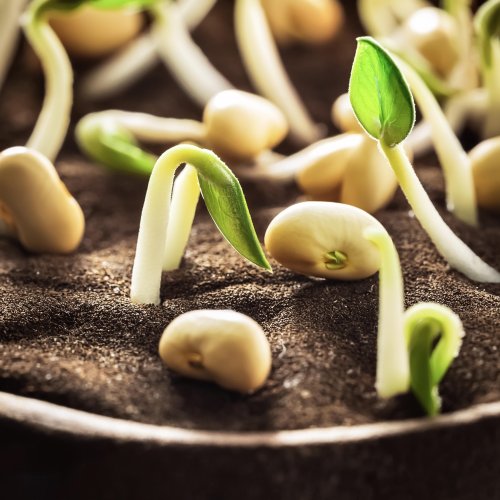 Тест по биологии: Строение семян (5-6 класс)