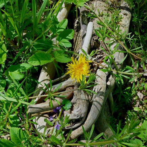 Тест по биологии: Растительные сообщества (7 класс)