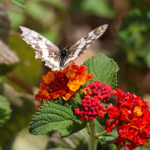 Тест по окружающему миру: Природа (2 класс)