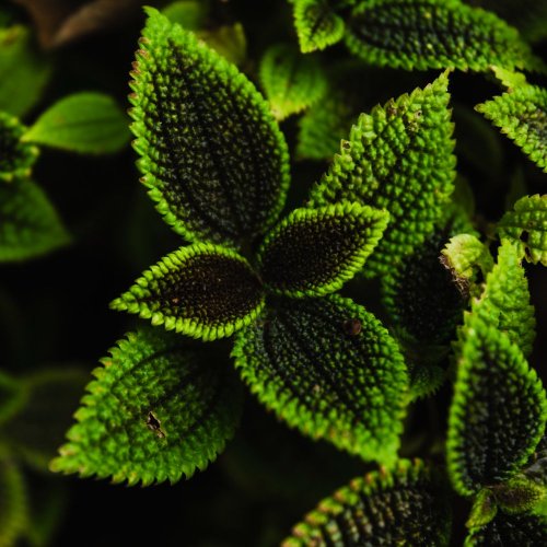 Тест по биологии: Царство Растения (5 класс)