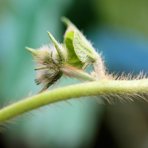 Тест по биологии: Побег (5-6 класс)