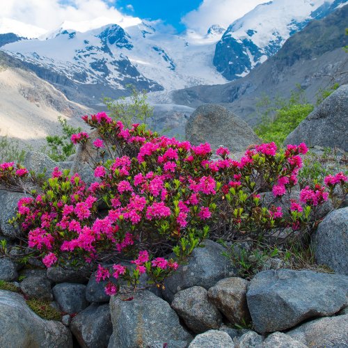 Тест по биологии: Отдел покрытосеменные, или цветковые, растения (7 класс)