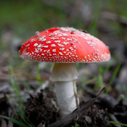 Тест по окружающему миру: Опасные растения и грибы (3 класс)