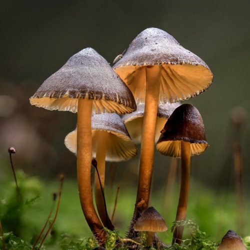 Тест по биологии: Характеристика Царства Грибы (5-6 класс)