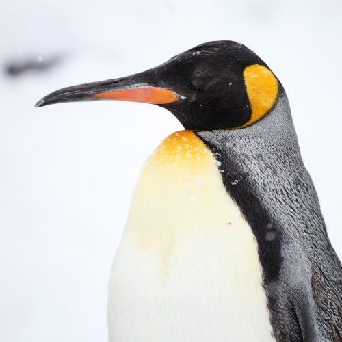 Тест по географии: Что собой представляет растительный и животный мир Антарктиды (7 класс)