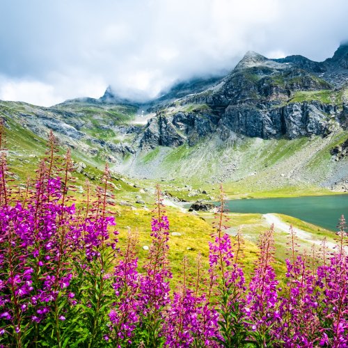 Тест по биологии: Классификация покрытосеменных растений (7 класс)