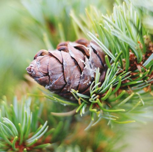 Тест по биологии: Характерные признаки хвойных (5-6 класс)