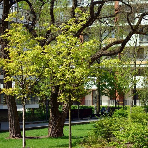 Тест по биологии: Использование растений для защиты окружающей среды (7 класс)