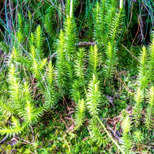 Тест по биологии: Плауновидные (5-6 класс)