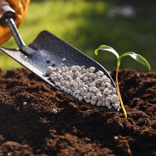 Тест по биологии: Минеральное питание растений. Удобрения (6 класс)