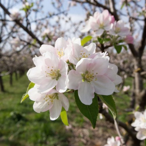 Тест по биологии: Влияние сезонных изменений на рост и развитие растений (6 класс)