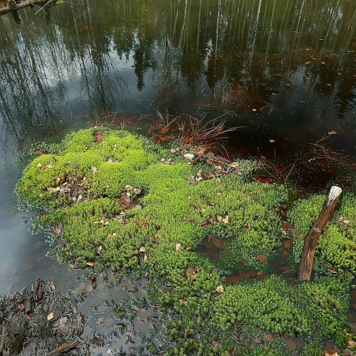 Тест по географии: Мшары (5-6 класс)