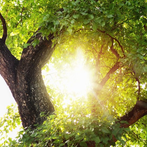 Тест по окружающему миру: Тайна растений (3 класс)