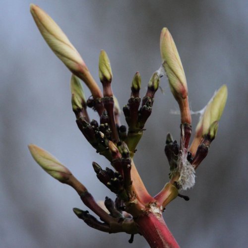 Тест по биологии: Почки растений (5-6 класс)