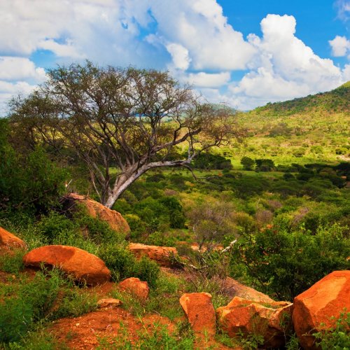 Тест по географии: Тропическая Африка и ЮАР. Территория, природные условия и ресурсы (11 класс)