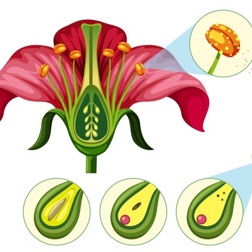 Тест по биологии: Генеративные органы цветкового растения (6 класс)