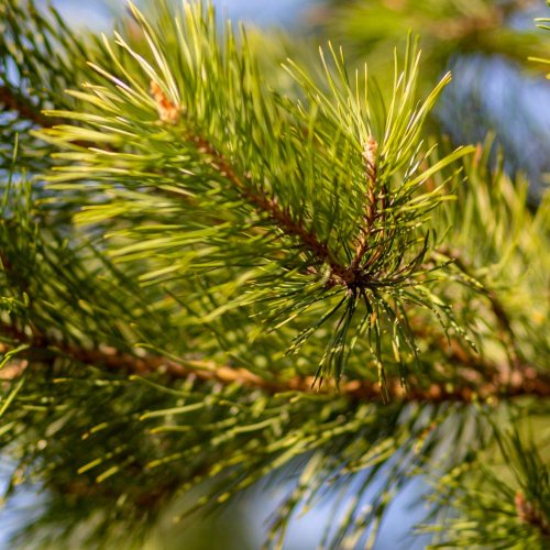 Тест по биологии: Разнообразие хвойных растений (7 класс)