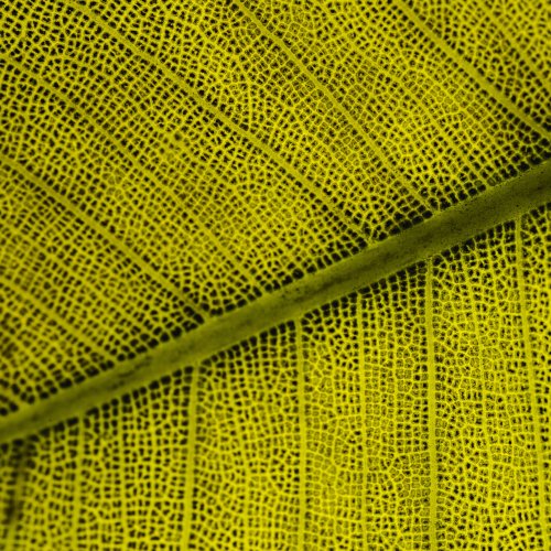 Тест по биологии: Строение кожицы листа (5-6 класс)