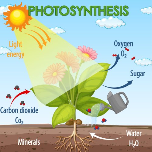 Тест по биологии: Фотосинтез (5-6 класс)