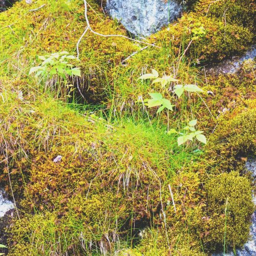 Тест по биологии: Распространение лишайников (5-6 класс)