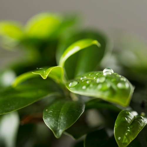 Тест по биологии: Дыхание растений (5-6 класс)