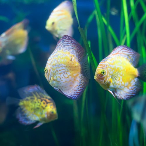 Тест по окружающему миру: Рыбы (2 класс)