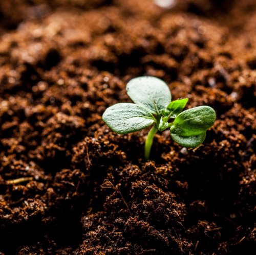 Тест по окружающему миру: Торф — богатство болот (4 класс)