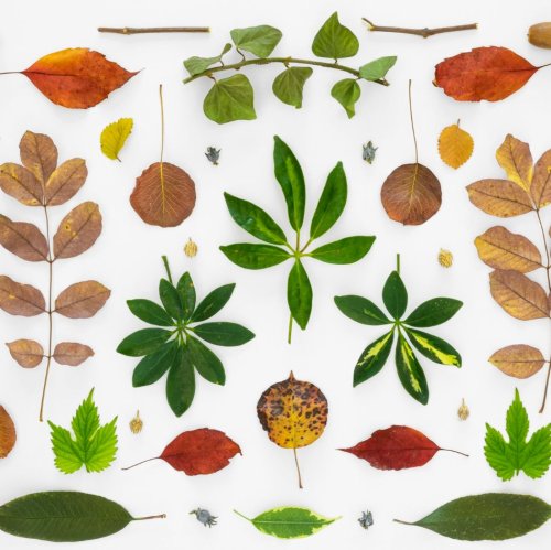 Тест по биологии: Форма листа (5-6 класс)